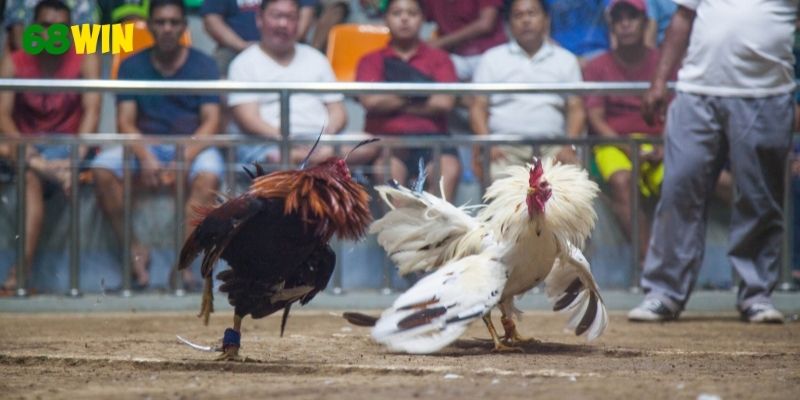 Các trận đấu kịch tính luôn mang lại cảm xúc bùng nổ
