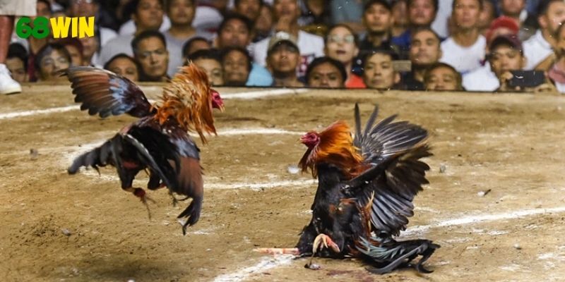 Học cách nhận định chiến kê trước khi chơi