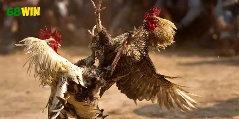 Theo dõi đá gà cựa sắt hôm nay để nhận định kèo thơm
